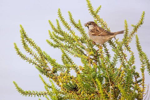 House sparrow (Passer domesticus) foraging, Faro, Algarve, Portugal, Europe