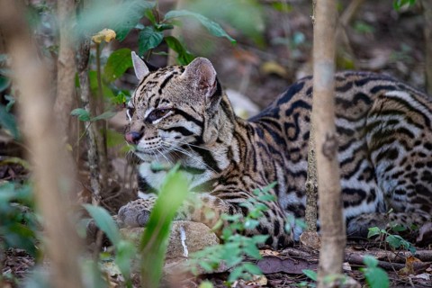 Ocelot (Felis pardalis) Pantanal Brazil