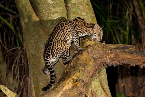 Ocelot (Felis pardalis) Pantanal Brazil