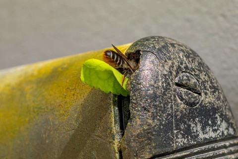 Close-up of a leafcutter bee (Megachile) crawling with a leaf into an old, rusty metal object,