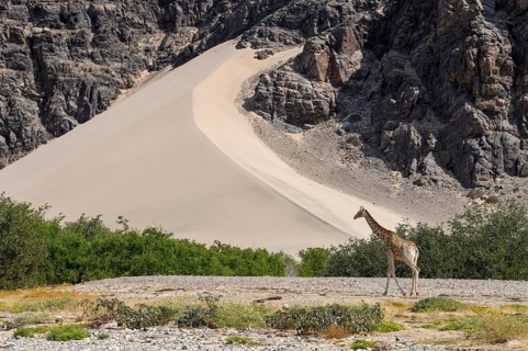 Angola giraffe (Giraffa camelopardalis angolensis) in front of a dune, Hoanib dry river, Kaokoveld,