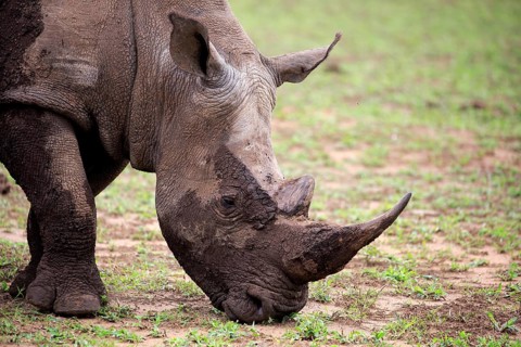 White rhino, white rhino (Ceratotherium simum), adult portrait feeding, Hluhluwe Umfolozi National