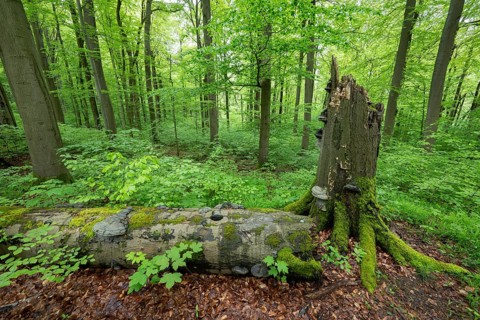 Near-natural deciduous forest, copper beech (Fagus sylvatica) deadwood overgrown with moss and