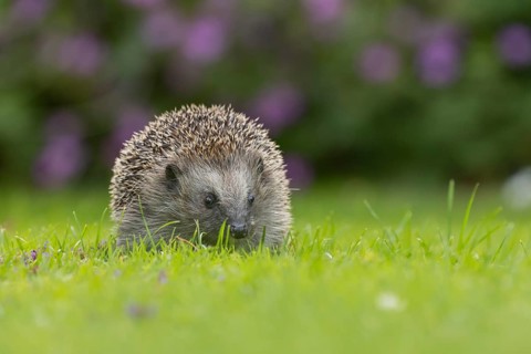 European hedgehog (Erinaceus europaeus) adult animal on an urban garden grass lawn, England, United