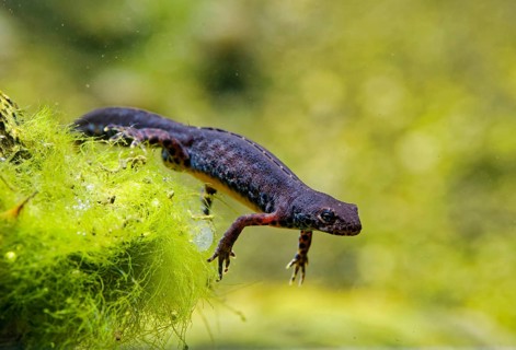 Alpine newt (Ichthyosaura alpestris), True salamander, tailed amphibian, captive, distribution in