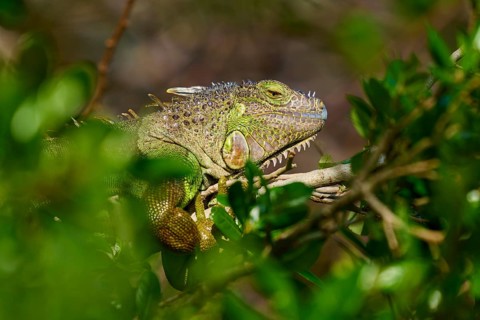 Common green iguana (Iguana iguana), on meadow, Pembroke Pines, Florida, USA, North America