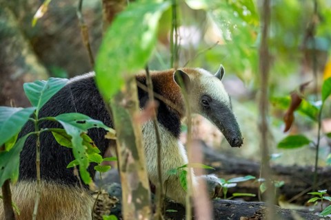 Northern tamandua (Tamandua mexicana), adult, foraging in the rainforest, view into the Makera,
