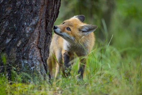 Red fox (Vulpes vulpes), a curious young fox sniffing a tree in a forest clearing, summer, Hesse,