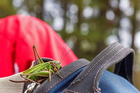 Green grasshopper sitting on a backpack