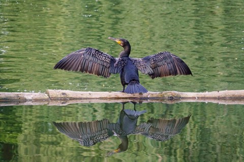 Great cormorant (Phalacrocorax carbo), June, Germany, Europe