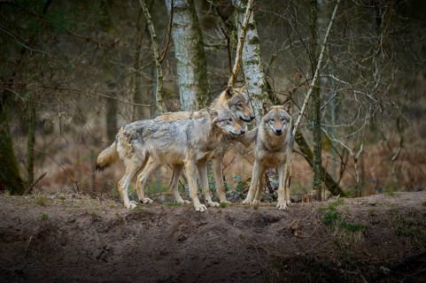 Three gray wolves (Canis Lupus), standing in the winter forest in front of birch trees and looking