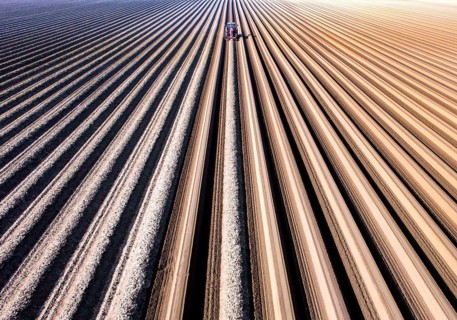 An aerial photo shows a tractor in a large asparagus field. Preparations for the asparagus season.