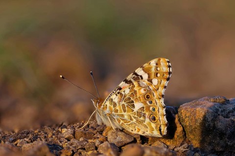 Thistle butterfly, (Vanessa cardu), Syn. Cynthia cardui, butterfly, Kaiserstuhl, Baden-Württemberg,
