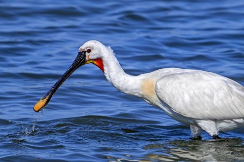 Eurasian spoonbill, common spoonbill (Platalea leucorodia) adult in breeding plumage foraging in