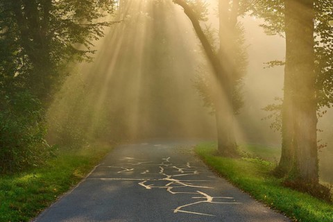 Enchanted forest road at sunrise, rays of light break through the trees in a misty atmosphere,