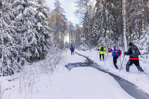 Group of people hiking in deep snow on a path by a frozen creek in a spruce forest. Sweden