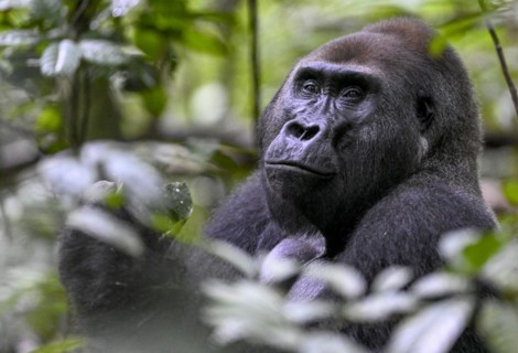 Western lowland gorilla (Gorilla gorilla gorilla), male, silverback, Baï-Hokou, Dzanga-Ndoki
