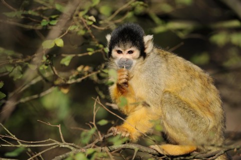 Black-capped squirrel monkey (Saimiri boliviensis), captive, occurring in South America