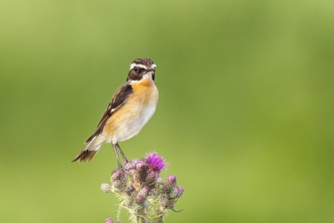 Whinchat (Saxicola rubetra), male standing on marsh thistle (Cirsium palustre), songbirds, animals,