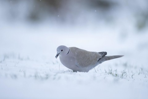 Eurasian collard dove Streptopelia decaocto adult bird feeding on a snow covered garden lawn in