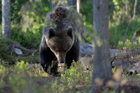 European brown bear, Karelia, Finland, Europe