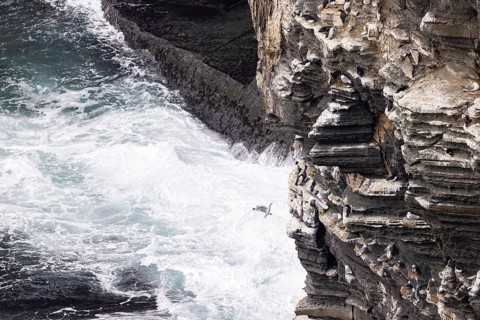 Black-legged kittiwake (Rissa tridactyla) landing on a cliff band with guillemots (Uria aalge) and