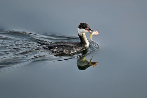 Slavonian grebe (Podiceps auritus), adult, in a white plumage, winter plumage, swimming with a fish