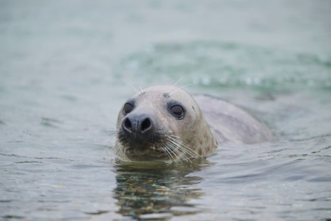 Grey seal (Halichoerus grypus) looking out of the water while swimming in the sea, Düne, Helgoland,