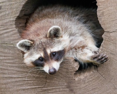 Raccoon (Procyon lotor), Germany, Europe