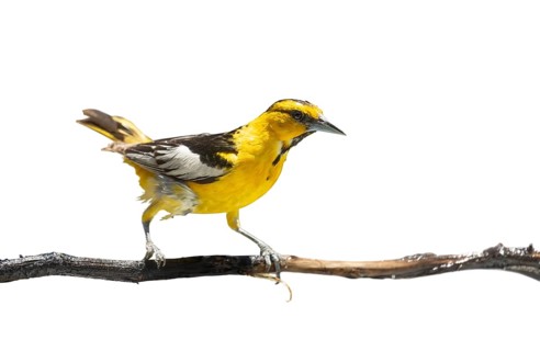 Bullock's oriole bird close-up perched on a branch isolated on a white background