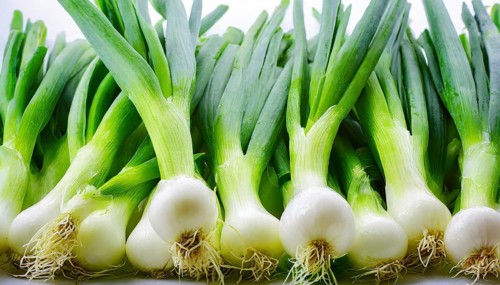 Vegetable, spring onion or spring onion, also known as winter onion, Allium fistulosum