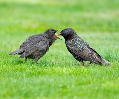 Starling (Sturnus vulgaris), adult bird feeding a young bird on a lawn in the garden, Lower Saxony,