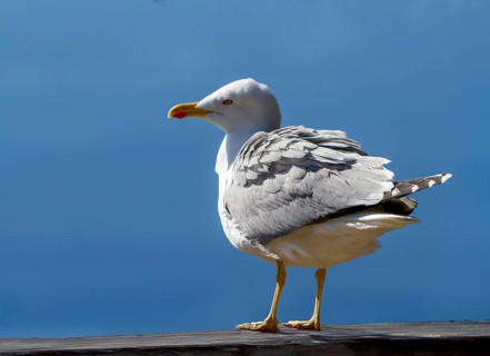 Mediterranean gull (Larus michahellis), Gibraltar, British territory in southern Spain, Europe