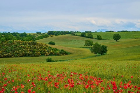 Green, hilly landscape with poppies (papaver) in the foreground and scattered trees under a cloudy