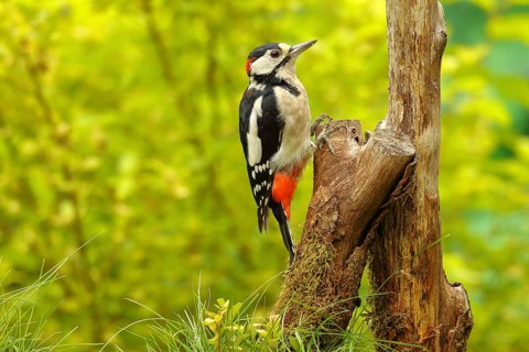 Great spotted woodpecker (Dendrocopos major) male sitting on dead wood in the forest, Animals,