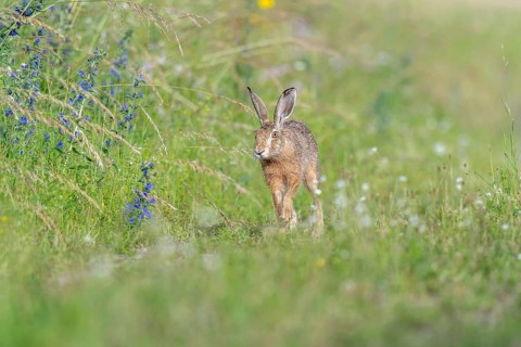 European hare (Lepus europaeus) Brown hare in motion hopping in a meadow. Kaiserstuhl, Freiburg im