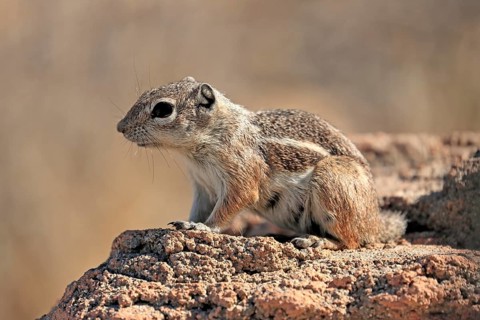 Antelope gopher, (Ammospermophilus harrisii), adult, on tree, foraging, Sonoran Desert, Arizona,