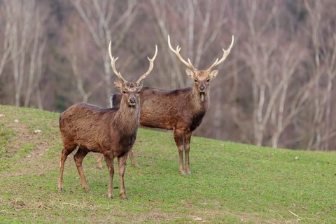 Two Japanese sika deer stags (Cervus nippon nippon) stand attentively in a meadow in hilly terrain