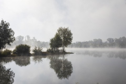 Kressler fishing pond in the morning mist, Arnstadt, Thuringia, Germany, Europe