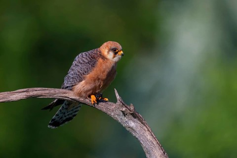 Red-footed Falcon, (Falco vespertinu), perching station, falcon family, Tower Hide, Tiszaalpár,