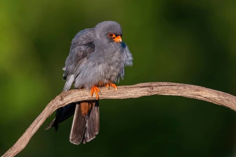 Red-footed Falcon, (Falco vespertinu), perching station, falcon family, Tower Hide, Tiszaalpár,