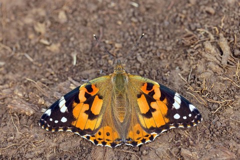 Thistle butterfly, (Vanessa cardui), Cynthia cardui, top view, Kaiserstuhl, Baden-Württemberg,