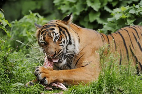 Sumatran tiger (Panthera tigris sumatrae), feeding, captive, occurring on Sumatra, Indonesia, Asia