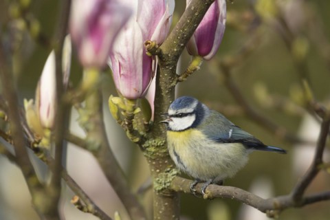 Blue tit (Cyanistes Caeruleus) adult bird singing on a garden Magnolia tree branch with blossom in