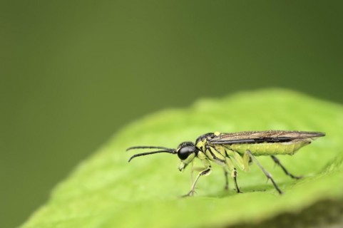 Leaf wasp (Tenthredo mesomela), North Rhine-Westphalia, Germany, Europe
