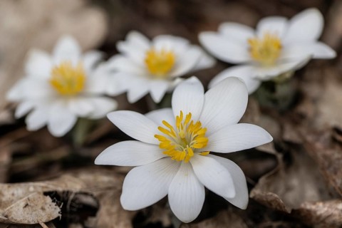 Canadian bloodroot (Sanguinaria canadensis), Emsland, Lower Saxony, Germany, Europe