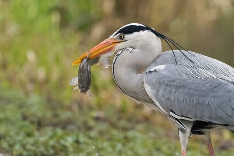 A grey heron (Ardea cinerea) with a caught fish in its beak in front of a natural background,