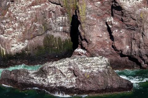Guillemot (Uria aalge), large colony on a rock off the coast, St Abb's Head, Berwickshire,