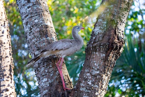 Red-footed seriema (Cariama cristata) Pantanal Brazil