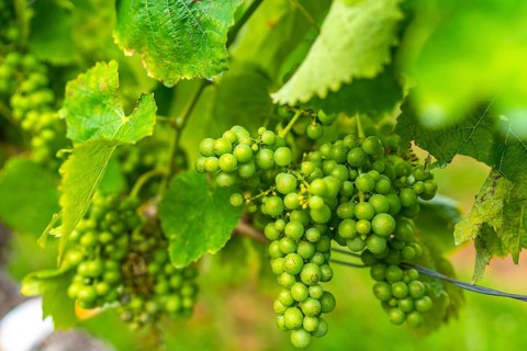 Vibrant clusters of green grapes hang amidst lush leaves, showcasing the bounty of a vineyard